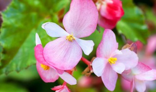 凤仙花什么时候种植最好 凤仙花什么时候种