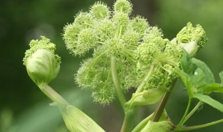 白芷什么时候种植 白芷什么时候种