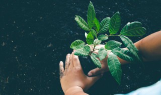 果树栽培技术及方法 果树种植方法及管理