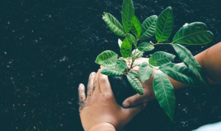 果园果树的种植方式 农场果树种植方法