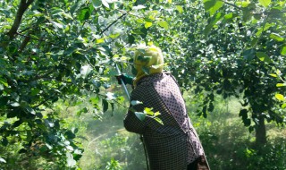 温室怎么种果树 高温果树种植方法