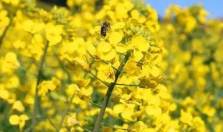 油菜花什么时候播种最好 油菜花什么时候播种