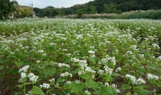 荞麦什么时候播种收获 荞麦什么时候播种