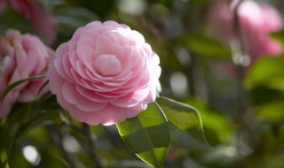 茶花十大忌庭院纯种植 庭院茶花栽培方法