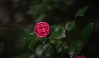 龙爪花怎样栽培 龙爪花怎么栽培