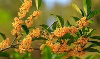 桂花栽植要点 桂花栽种注意事项