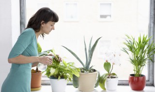 小花盆适合养什么植物 小花盆适合养什么花