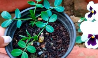 盆栽种植花生需要注意什么 盆栽种花生需要注意哪些细节