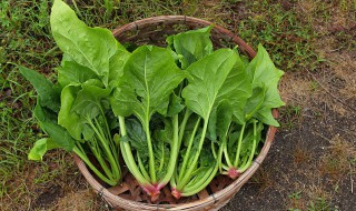 菠菜什么时候种最合适 菠菜什么时候种