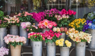 各种鲜花 鲜花品种大全