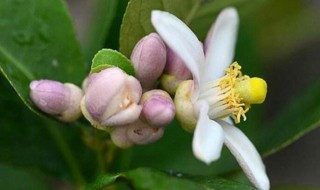 柠檬花放在卧室好吗 柠檬花适合室内吗