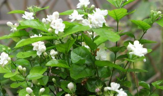 室内好养活带香味的花 适合室内养有香味的花