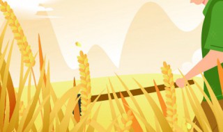 湖北中稻什么时候播种 日平均气温多少最适宜播种 湖北中稻什么时候播种