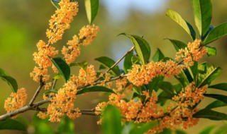 桂花保存的方法 人工栽培的桂花怎么保存