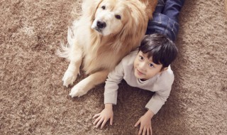 梦见两条狗是什么意思周公解梦 梦见两条狗是什么意思