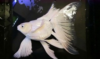 如何养殖蝴蝶鲤 蝴蝶鲤养殖的注意事项