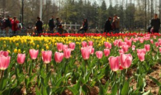 金香玉什么时候开花 玉金香什么时候种
