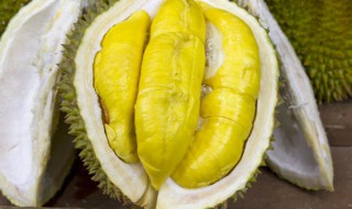 榴莲核泡水发芽后怎么种 榴莲核泡水里发芽了怎么种