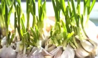大蒜发芽了可以种出大蒜吗 种的大蒜发芽了怎么办