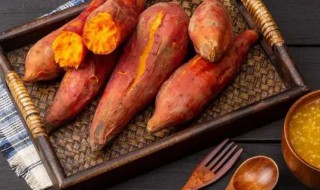 红薯发芽了怎么种植好 红薯发芽了怎么种