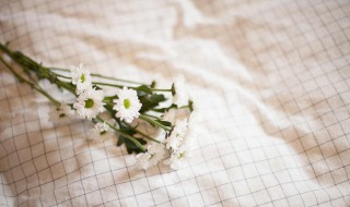 小雏菊发芽后什么时候移栽 雏菊发芽了怎么种