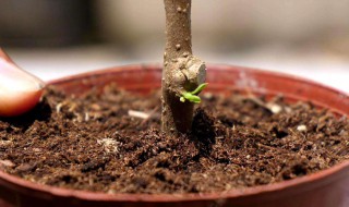 三角梅种下去几天发芽 三角梅种子发芽了怎么种