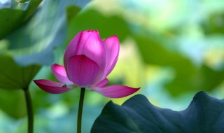 水仙花开了之后结种子吗 水仙花种子发芽了怎么种