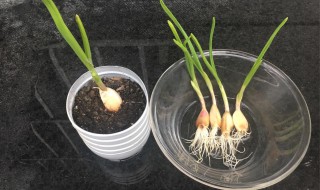 怎样在水里种大蒜发芽快 大蒜子发芽了怎么种在水里