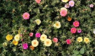 太阳花种子好发芽吗 太阳花发芽了怎么种