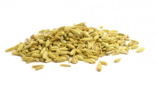 小茴香浸种发芽方法 茴香发芽了怎么种
