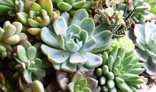 发了芽的多肉叶片如何养护 肉肉叶片发芽了怎么种