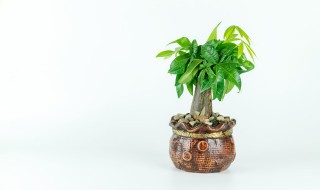 室外植物招财又旺宅四季 室外植物招财又旺宅