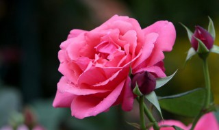 家里盆栽月季花怎么养 在家里面种的月季花怎么养