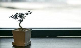 花盆的土很硬用什么办法 家里养花盆土硬怎么办