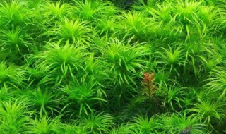 好养的阴性水草有几种 好养的阴性水草