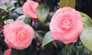 适合在大棚里养的花 家里养花怎么制造大棚感觉