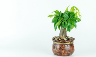 山茶十大名花 山茶最旺家的六种花草