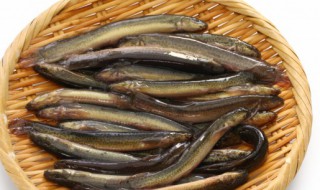 家中怎么养泥鳅 家里没有泥怎么养泥鳅