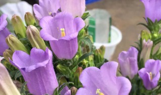 风铃草好养吗 风铃花家里养怎么样
