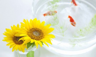 过年回家鱼缸里的鱼怎么办 春节回家家里养的鱼怎么办