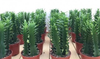 家里为啥不能养带刺的植物 家里养带刺的植物怎么送走