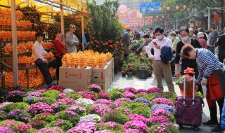 家里养的花掉花苞怎么回事 家里养的花都长花苞了怎么办