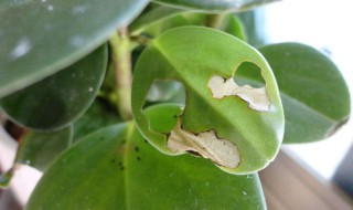 上水石水里生虫怎么办 家里水养石头生虫怎么办