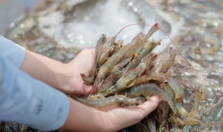 河边小虾如何养 家里小河虾怎么养