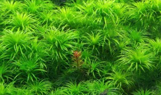 哪种水草好养 好养的水草都有哪些