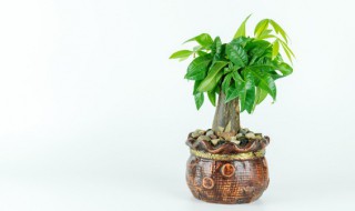 室内好养活的大型植物 好养的室内大型植物