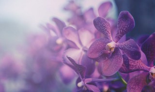 属虎的家中养什么花好 属虎的家里养什么花好