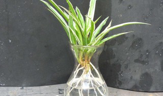 特别好养的植物有哪些 特别好养的植物