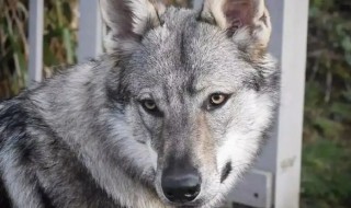 怎么才能养捷克狼犬 怎么样才可以养捷克狼犬