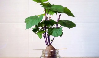 水养红薯怎么养才能开花 水养红薯怎么养